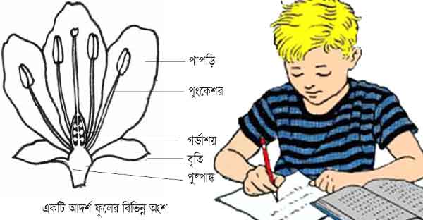 কিভাবে সৃজনশীল প্রশ্ন লিখতে হয়