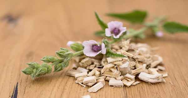 খুসখুসে কাশি প্রতিরোধে মার্শমালো মূল